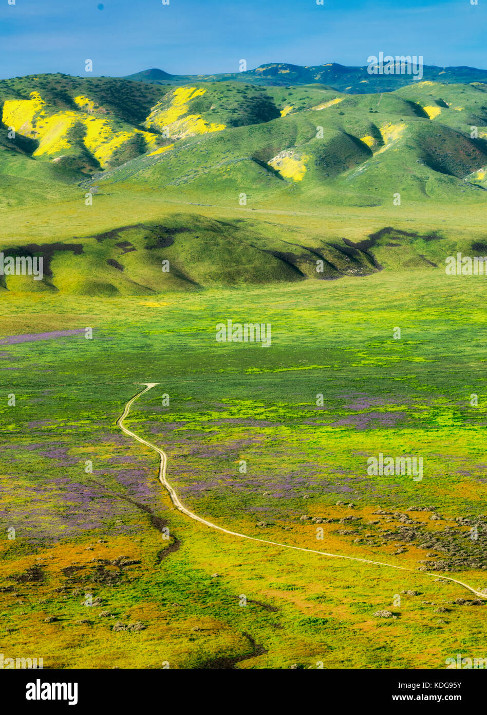 Straße durch Wildblumen. Carrizo Plain National Monument, Kalifornien Stockfoto