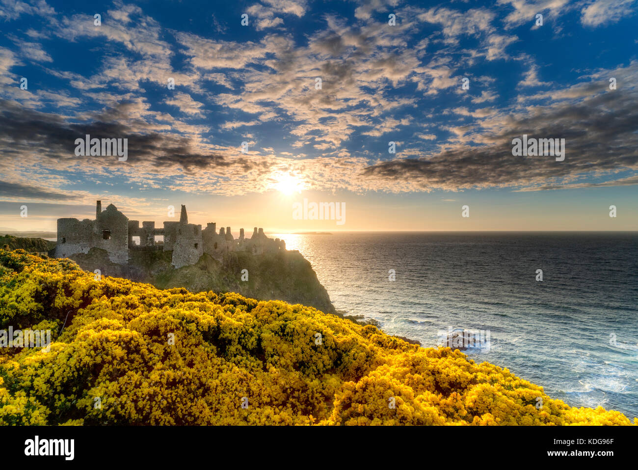 Dunluce Castle, bei Sonnenuntergang mit blühenden Ginster. Nordirland. Stockfoto