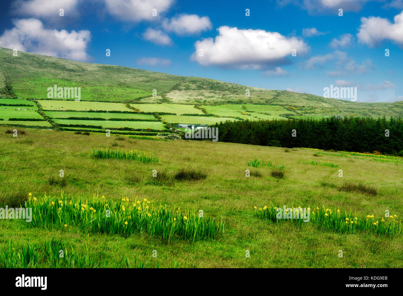 Wild Iris in der Weide am Slea Head Drive. County Kerry, Irland Stockfoto