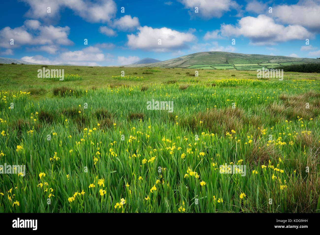 Wilde Iris auf der Weide auf dem Slea Head Drive. County Kerry, Irland Stockfoto