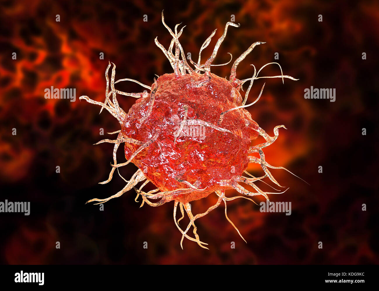 Dendritische Zelle, computer Abbildung. Eine dendritische Zelle ist ein Typ von weißen Blutkörperchen. Es handelt sich um ein Antigen-präsentierenden Zellen (APC), die Antigene zu T-Lymphozyten, die nur Antigene erkennen, wenn Sie von APC präsentiert werden präsentiert. Stockfoto