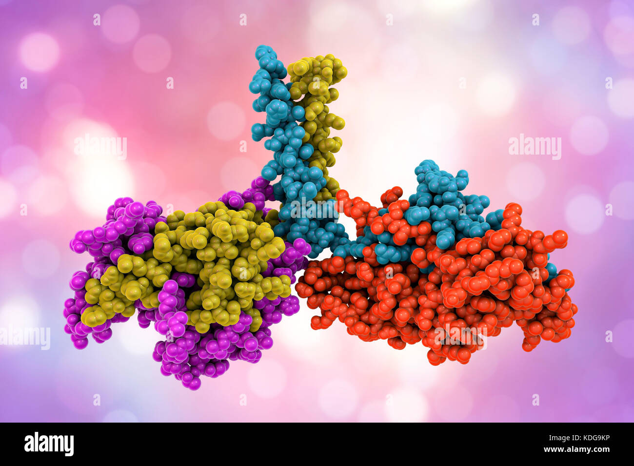 Motorprotein kinesin Dimer, molekulare Modell. Kinesin ist ein Motor Protein, das entlang der Mikrotubuli Filamente in Zellen bewegt. Sie tut dies durch die Bildung einer dimer, die Köpfe von denen 'Walk' entlang der Mikrotubuli. Hier sind die Köpfe der dimer sind durch zwei Protein Ketten (Gelb und Violett, links; und Rot und Blau, rechts), die durch eine "Hals" Region (oben Mitte), wo Sie Spule miteinander verbunden sind. Dies ist nicht die Ausrichtung übernommen, wenn die Bewegung entlang der Mikrotubuli. Die Struktur modelliert wird hier auf Studien dieses kinesin in die braune Ratte (Rattus norvegicus). Stockfoto