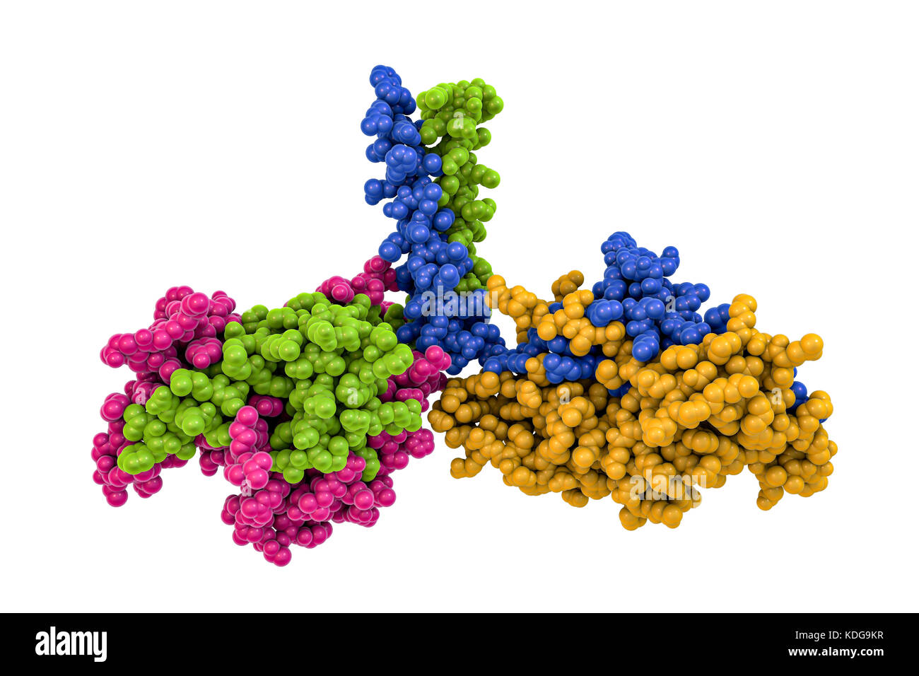 Motorprotein kinesin Dimer, molekulare Modell. Kinesin ist ein Motor Protein, das entlang der Mikrotubuli Filamente in Zellen bewegt. Sie tut dies durch die Bildung einer dimer, die Köpfe von denen 'Walk' entlang der Mikrotubuli. Hier sind die Köpfe der dimer sind durch zwei eiweißketten (Grün und Rosa, links; gelb und blau, rechts), die durch eine "Hals" Region (oben Mitte), wo Sie Spule miteinander verbunden sind. Dies ist nicht die Ausrichtung übernommen, wenn die Bewegung entlang der Mikrotubuli. Die Struktur modelliert wird hier auf Studien dieses kinesin in die braune Ratte (Rattus norvegicus). Stockfoto