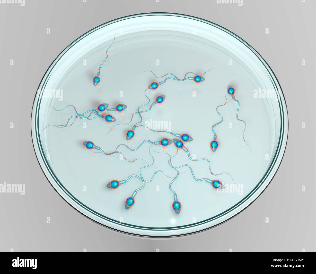 Spermatozoon biology Fotos und Bildmaterial in hoher Auflösung Alamy