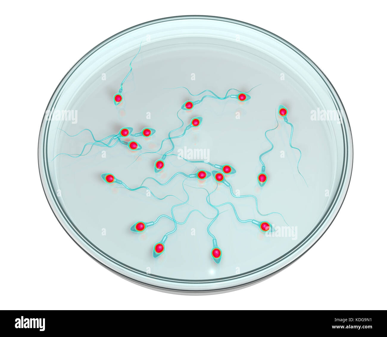 In-vitro-Fertilisation Konzept. Computer Abbildung spermatozoans angezeigt in einer Petrischale warten verwendet werden, um eine Eizelle zu befruchten. Stockfoto