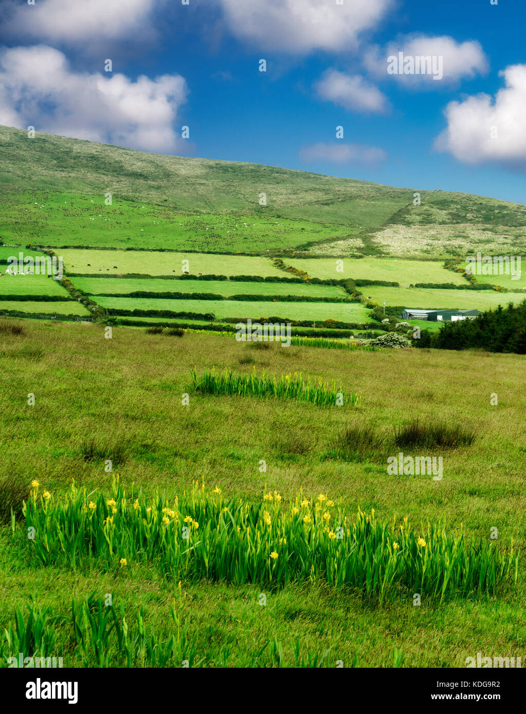Wild Iris in der Weide am Slea Head Drive. County Kerry, Irland Stockfoto