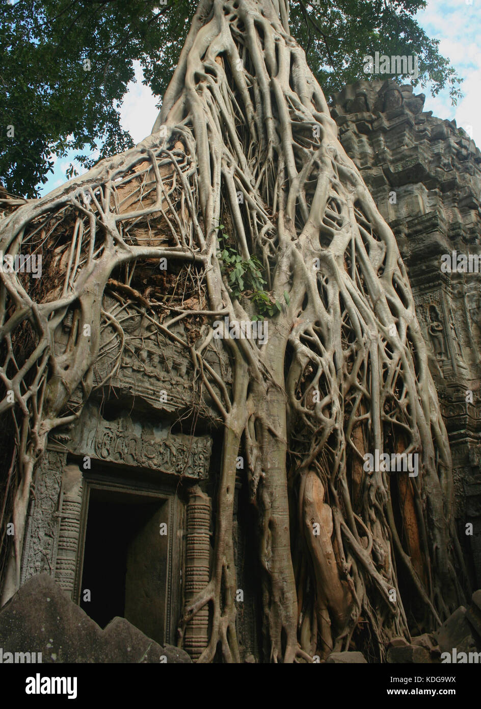 Tomb Raider Tor und einem Würgefeige (Ficus sp.) an der Ta Prohm Tempel in Angkor, Kambodscha. Ta Prohm als Standort im Film "Tomb Raider" verwendet. Stockfoto