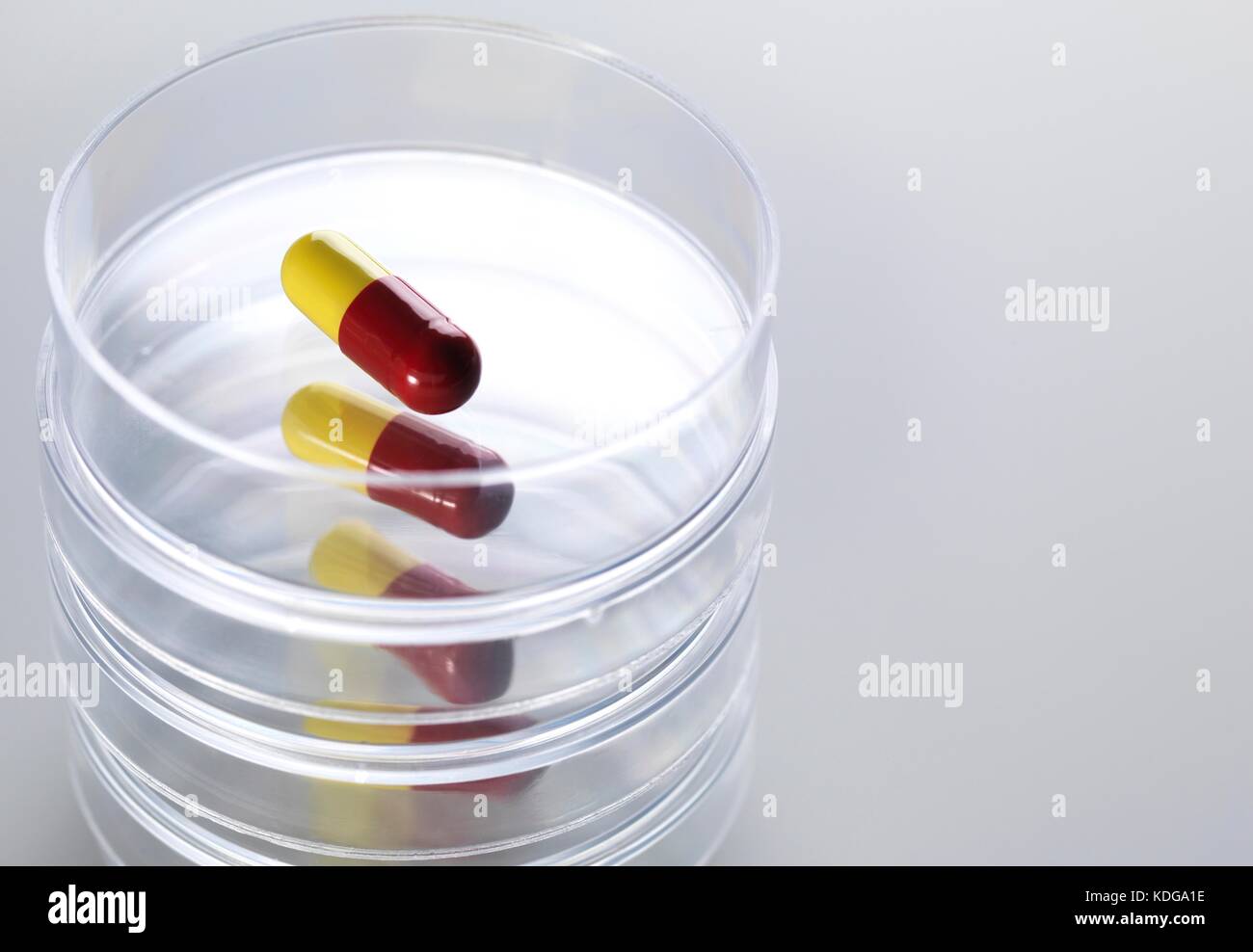 Pillen in Petrischalen, Arzneimittelforschung und klinische Prüfung. Stockfoto