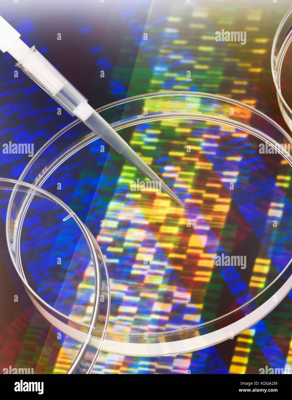 Pipette hinzufügen einer Probe in eine Petrischale mit einer DNA Gel in den Hintergrund. Stockfoto