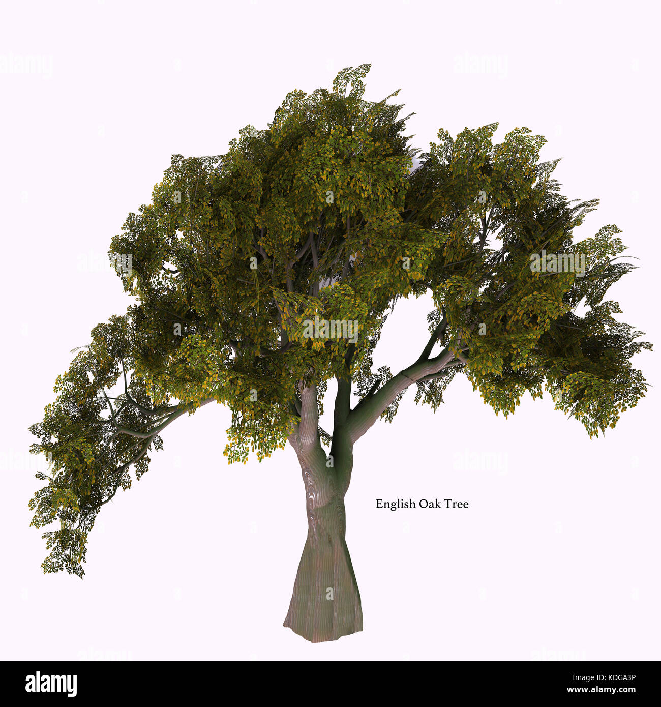 Englisch Oak Tree mit Font-die Eiche kommt in 600 verschiedenen Arten als Laub- oder immergrüne Vielfalt und entwickelt einen acorn Obst Mutter. Stockfoto