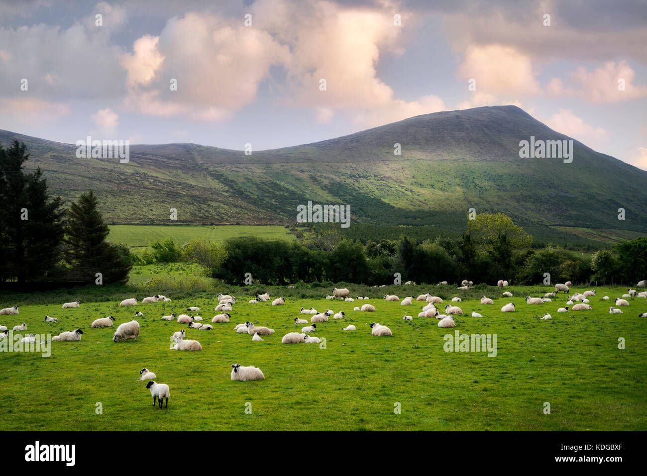 Schafe auf der Weide in der Nähe von Castlegregory. County Claire, Irland Stockfoto