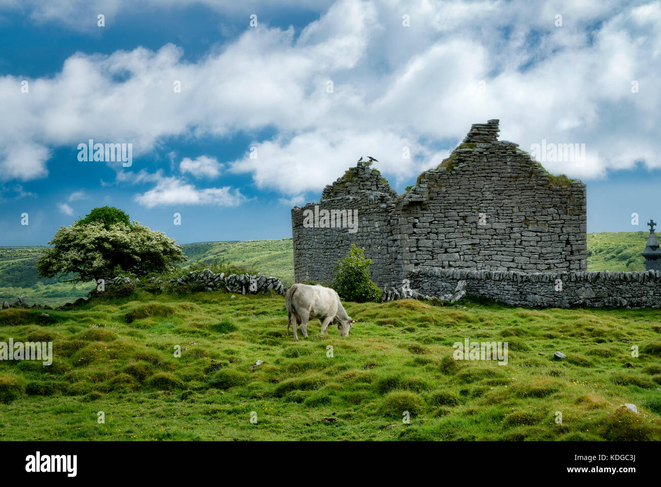 Carran Kirchenruine mit Kühe grasen. burren. County Clare, Irland Stockfoto