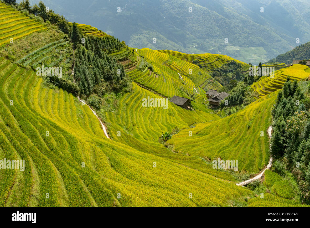 Longji Terraced Rice Fields, longsheng, Guangxi, China Stockfoto