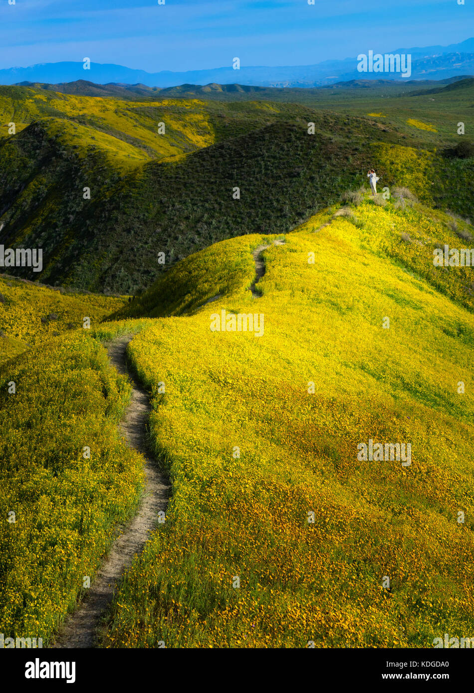 Feld der Hügel Gänseblümchen (Monolopia lanceolata) und Dame, die iphone-Fotografien und wildmähige bedeckte Hügel. Carrizo Plain National Monument, Cali Stockfoto