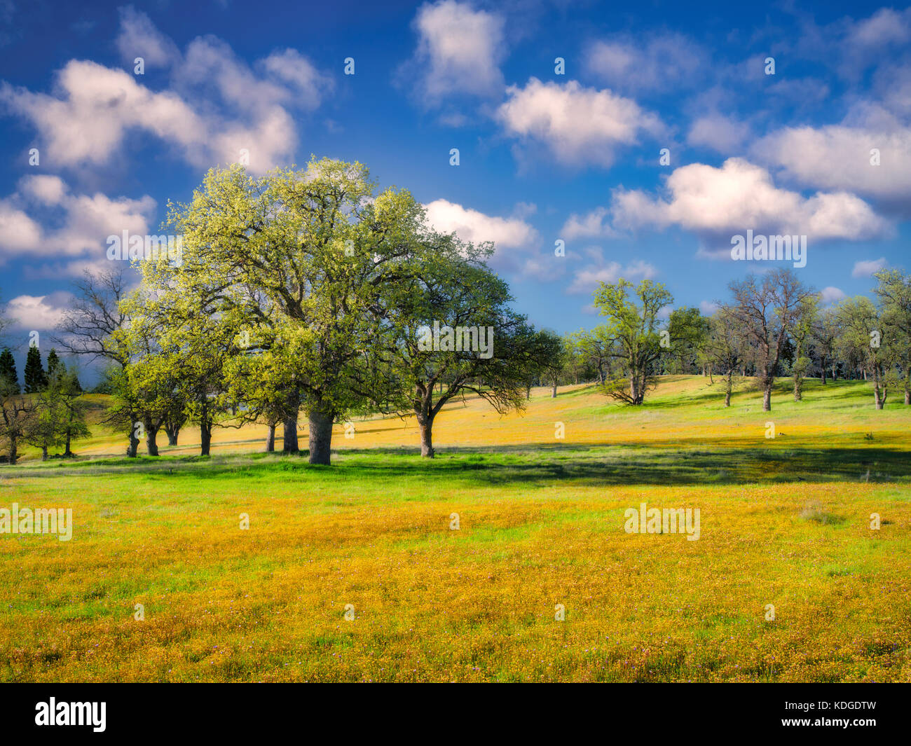 Wiese von gelben Wildblumen Eiche Bäume und Wolken. Bear Valley. Colusa County, Kalifornien Stockfoto