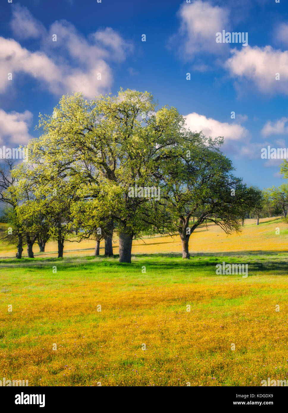 Wiese von gelben Wildblumen Eiche Bäume und Wolken. Bear Valley. Colusa County, Kalifornien Stockfoto