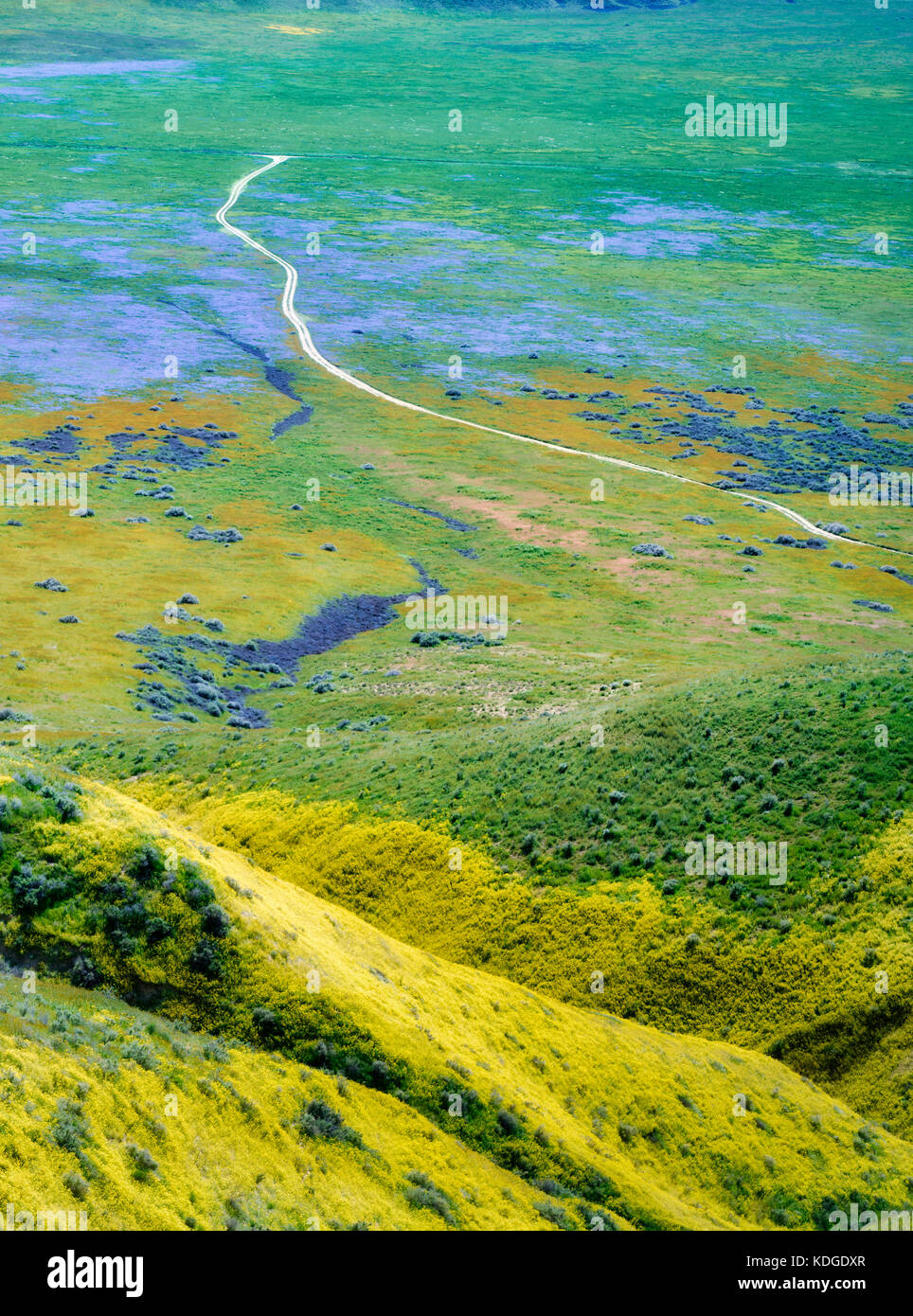 Dirt Road mit Wildblumen. Carrizo Plain National Monument, Kalifornien Stockfoto