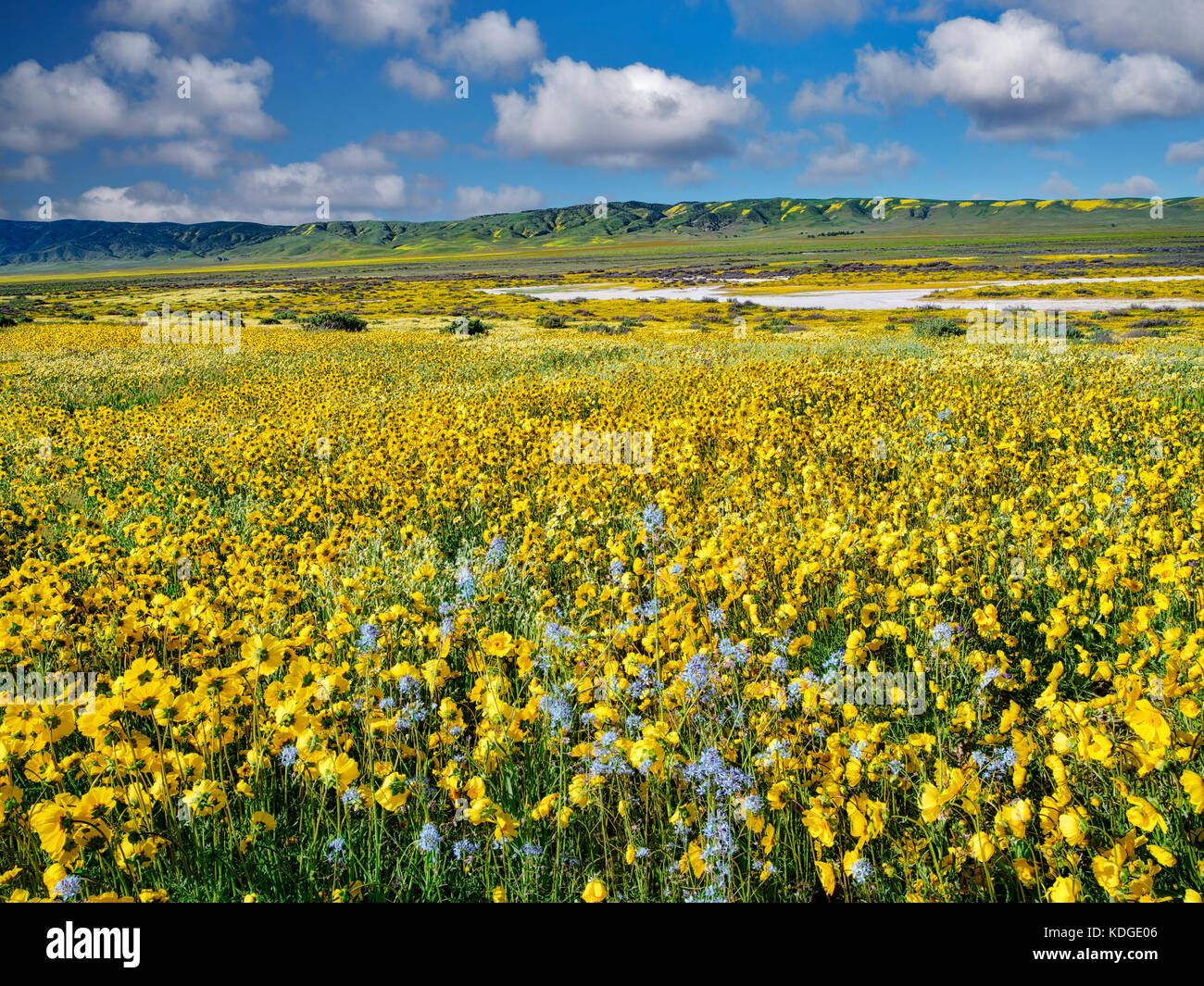 Field of Hillside Daisies (Monolopia lanceolata) und Blue Native Senf (Guillenia lemmonii) Carrizo Plain National Monument, Kalifornien Stockfoto