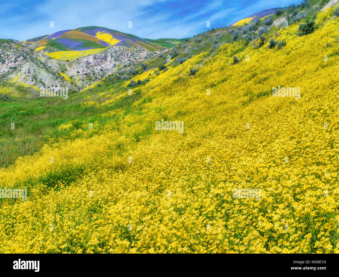 Feld der Hügel Gänseblümchen (Monolopia lanceolata) und Wildblumen bedeckten Hügeln. Carrizo Plain National Monument, Kalifornien Stockfoto
