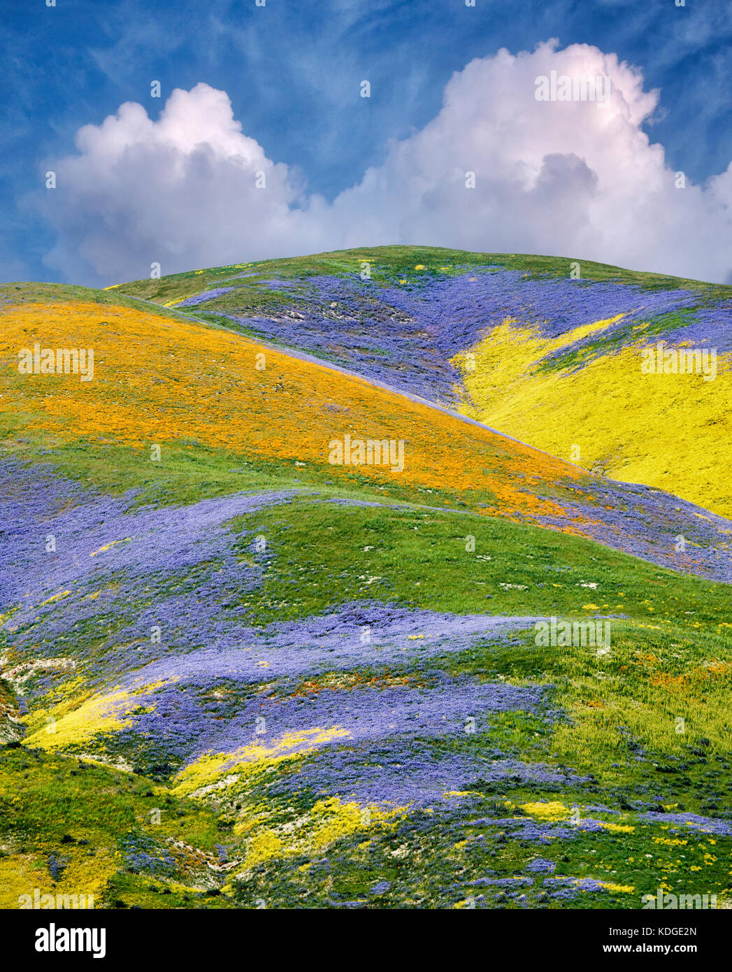 Wildblumen, die Hügel. Carrizo Plain National Monument, Kalifornien Stockfoto