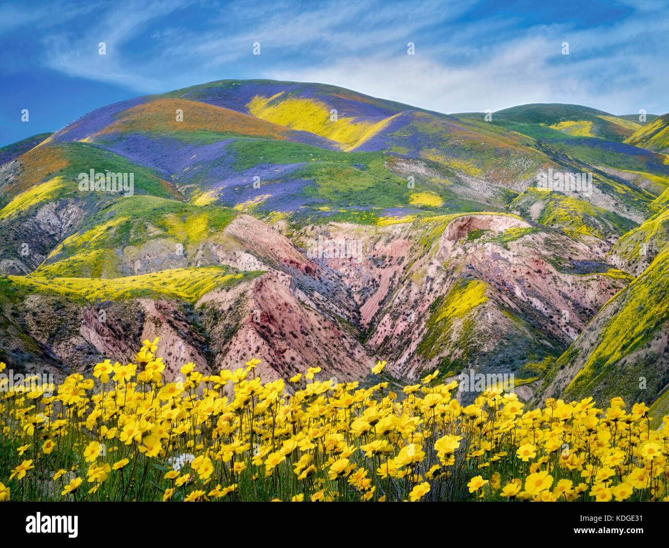 Feld der Hügel Gänseblümchen (Monolopia lanceolata) und wildmähige bedeckte Hügel. Carrizo Plain National Monument, Kalifornien Stockfoto