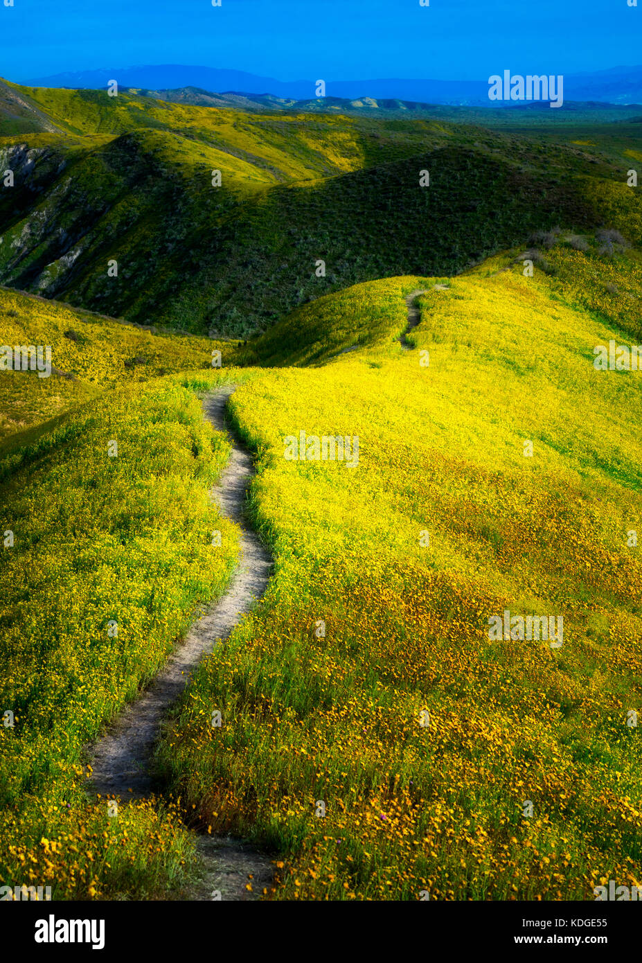 Feld der Hügel Gänseblümchen (Monolopia lanceolata) und wildmähige bedeckte Hügel. Carrizo Plain National Monument, Kalifornien Stockfoto