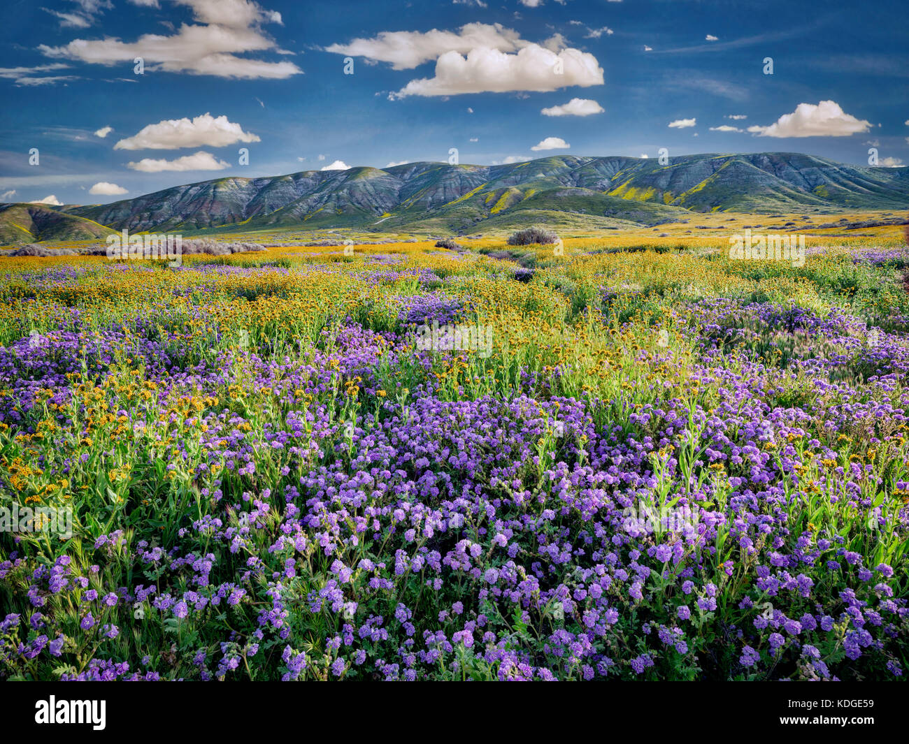 Devil's Salat oder fiddleneck (cynoglossum tessellata) und lila Fremont phacelia (pacelia Fremontii). Carrizo Plain National Monument, Kalifornien Stockfoto