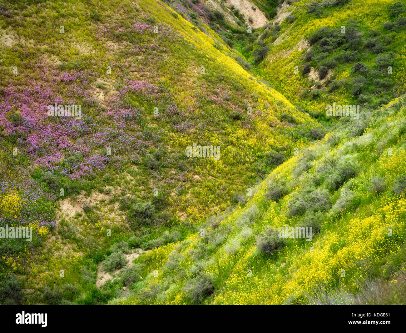 Wildflower bedeckten Hügel. Carrizo Plain National Monument, Kalifornien Stockfoto