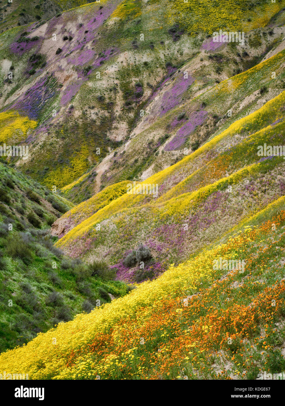 Wildflower bedeckten Hügel. Carrizo Plain National Monument, Kalifornien Stockfoto