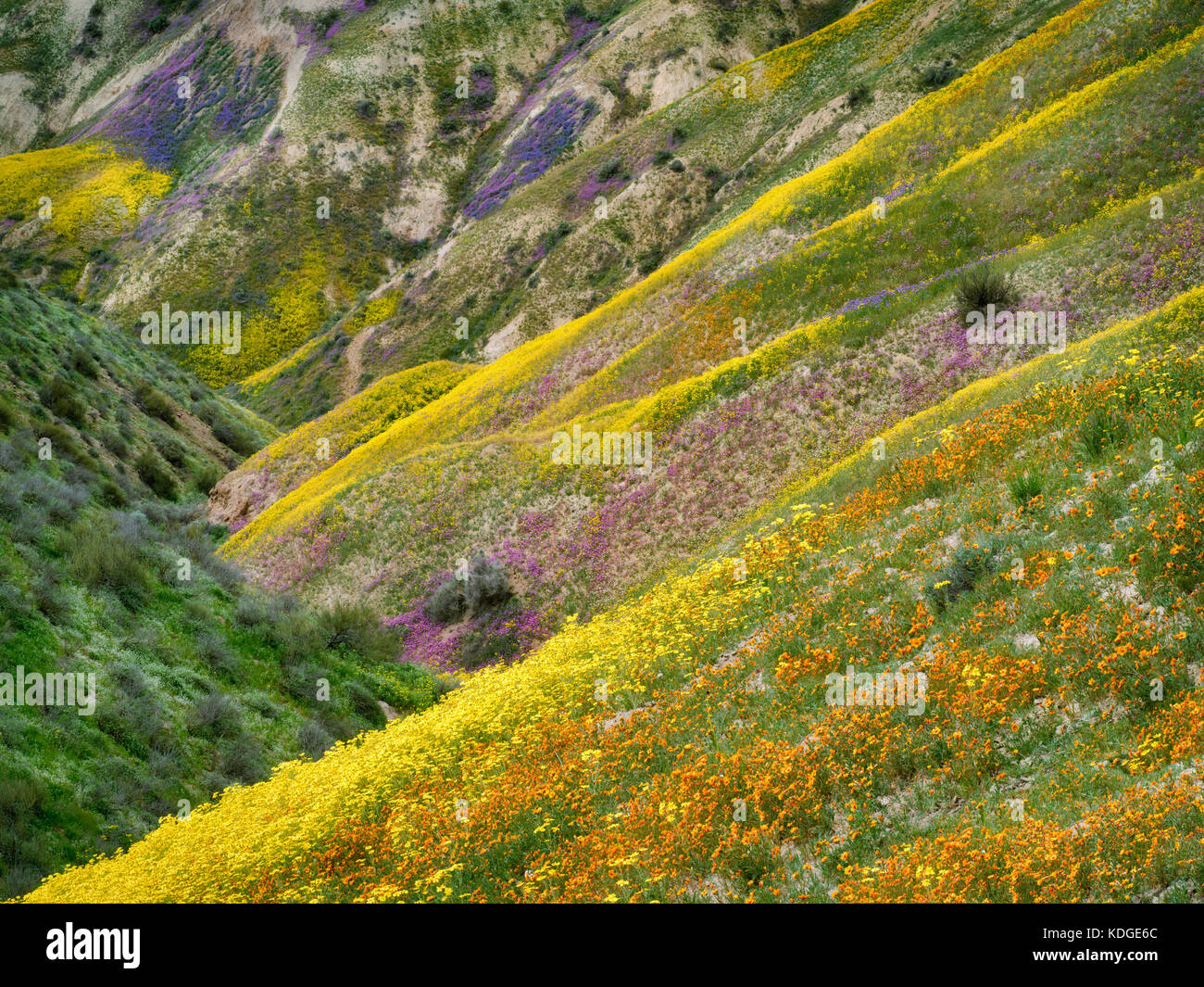 Wildflower bedeckten Hügel. Carrizo Plain National Monument, Kalifornien Stockfoto