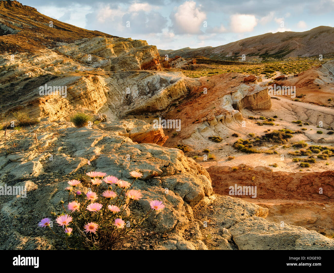 Mojave Aster im Red Rock Canyon State Park, Kalifornien Stockfoto