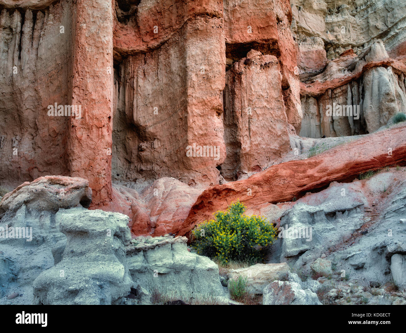 Blühende Kreosot Bush und Felsformationen. Red Rock Canyon State Park, Kalifornien Stockfoto