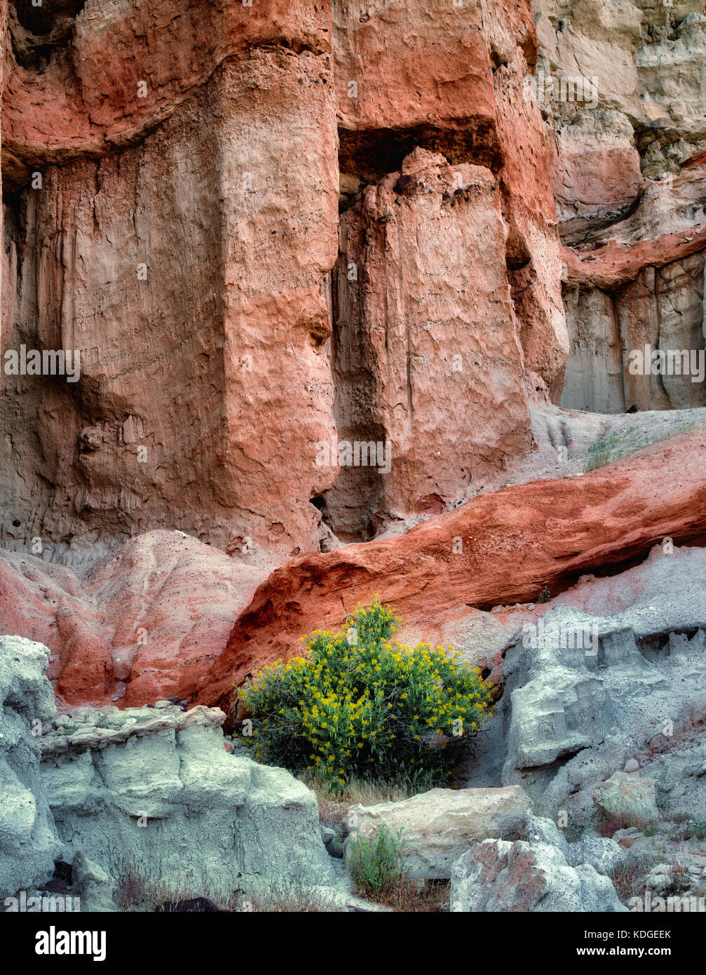 Blühender Kreosote-Buschbaum und Felsformationen. Red Rock Canyon State Park, Kalifornien Stockfoto