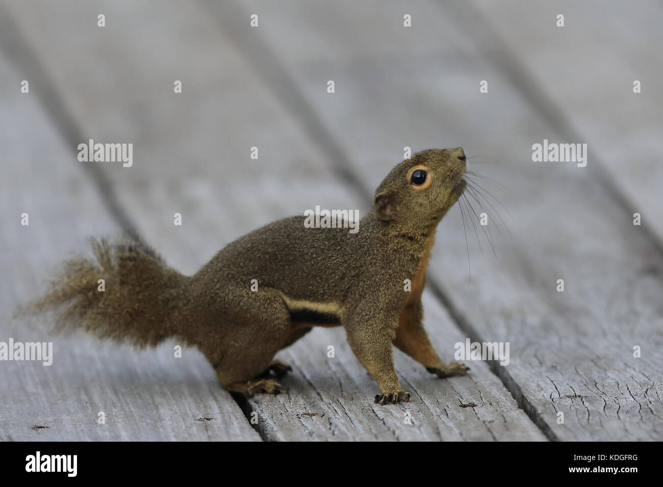 Eine einzelne wegerich Eichhörnchen in Sungei Buloh Wetland Nature Reserve in Singapur Stockfoto