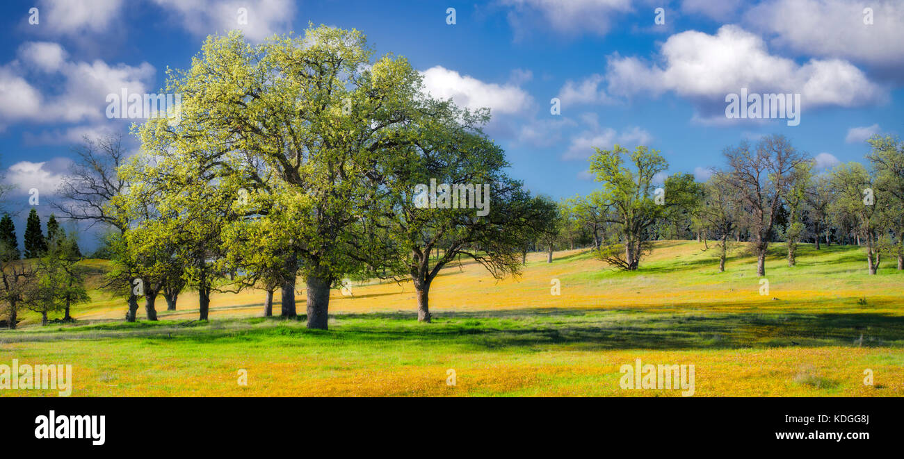 Wiese mit gelben Wildblumen, Eichen und Wolken. Bear Valley. Colusa County, Kalifornien Stockfoto