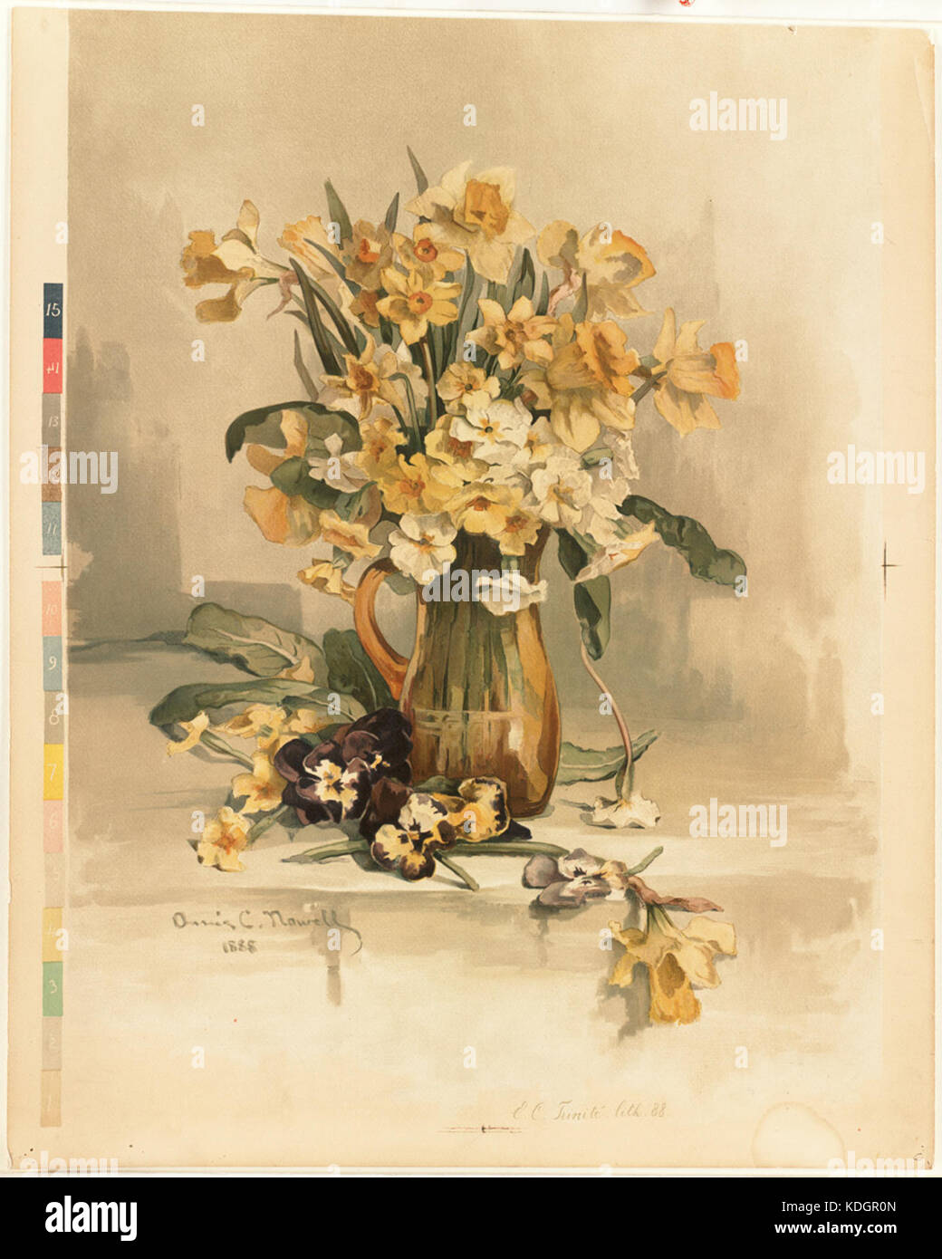 Jonquils (Boston Public Library) Stockfoto