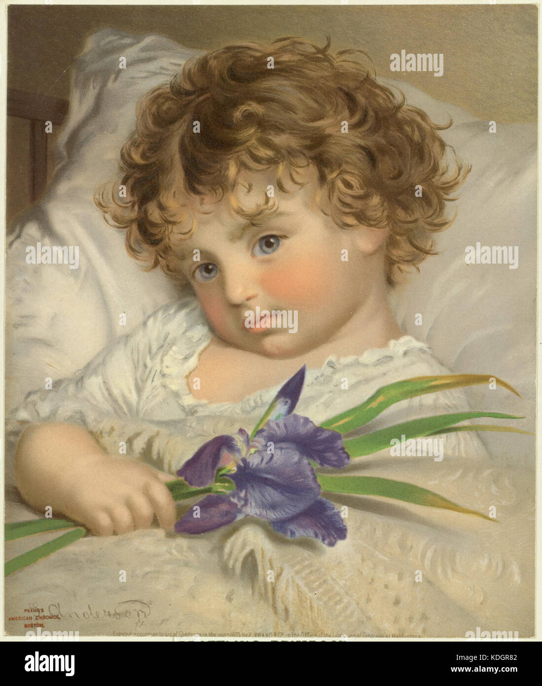 Geschwätz Primrose 2 von der Boston Public Library Stockfoto
