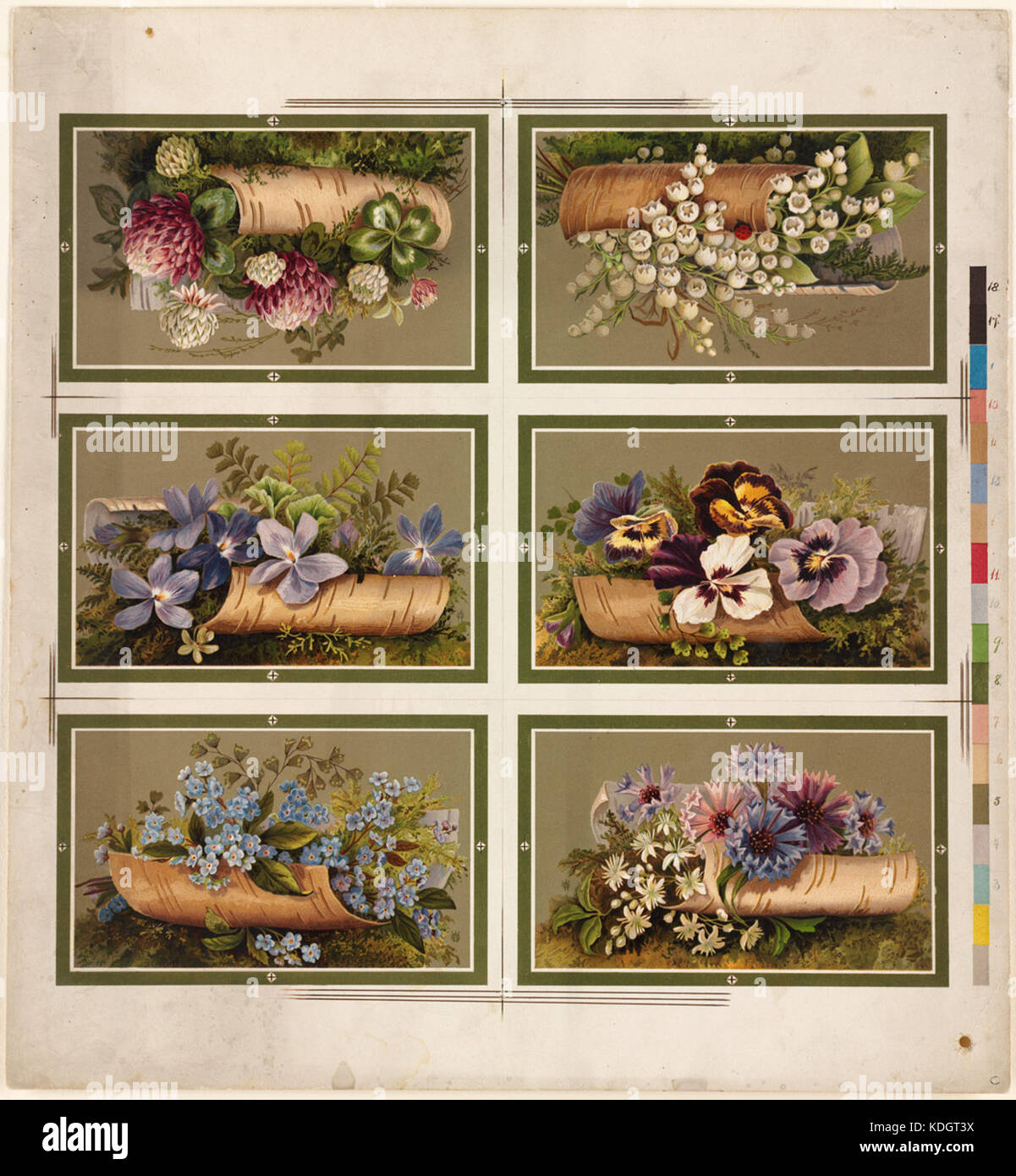 Dieses Bild zeigt sechs Blumenarrangements auf einem Blatt, wahrscheinlich Teil einer botanischen Sammlung der Boston Public Library. Das Blatt zeigt verschiedene Blumenmuster, die jeweils einen eigenen botanischen Stil oder ein Arrangement darstellen. Stockfoto