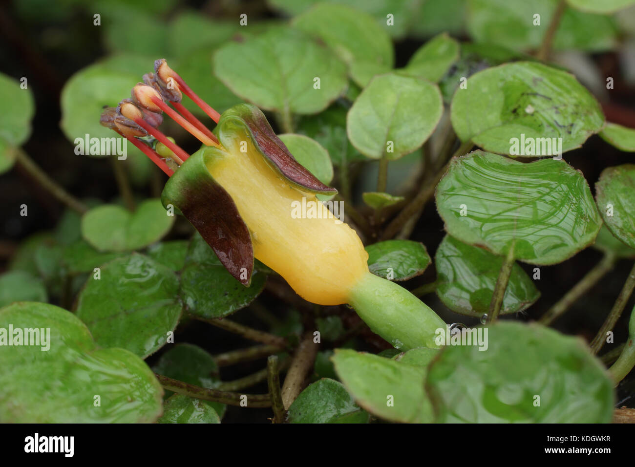 Fuchsia procumbens Stockfoto