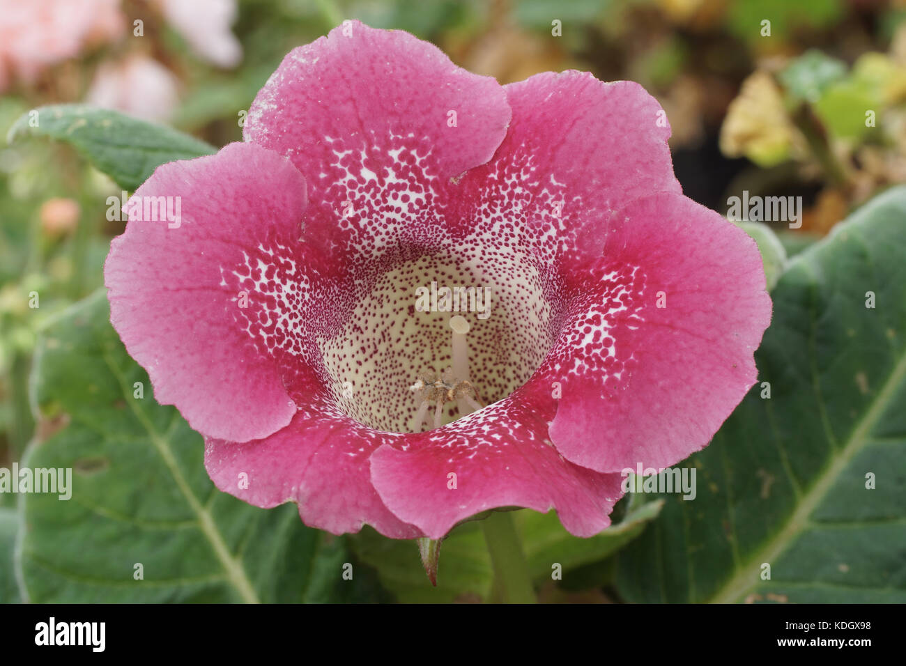 Sinningia speciosa Sorte Stockfoto