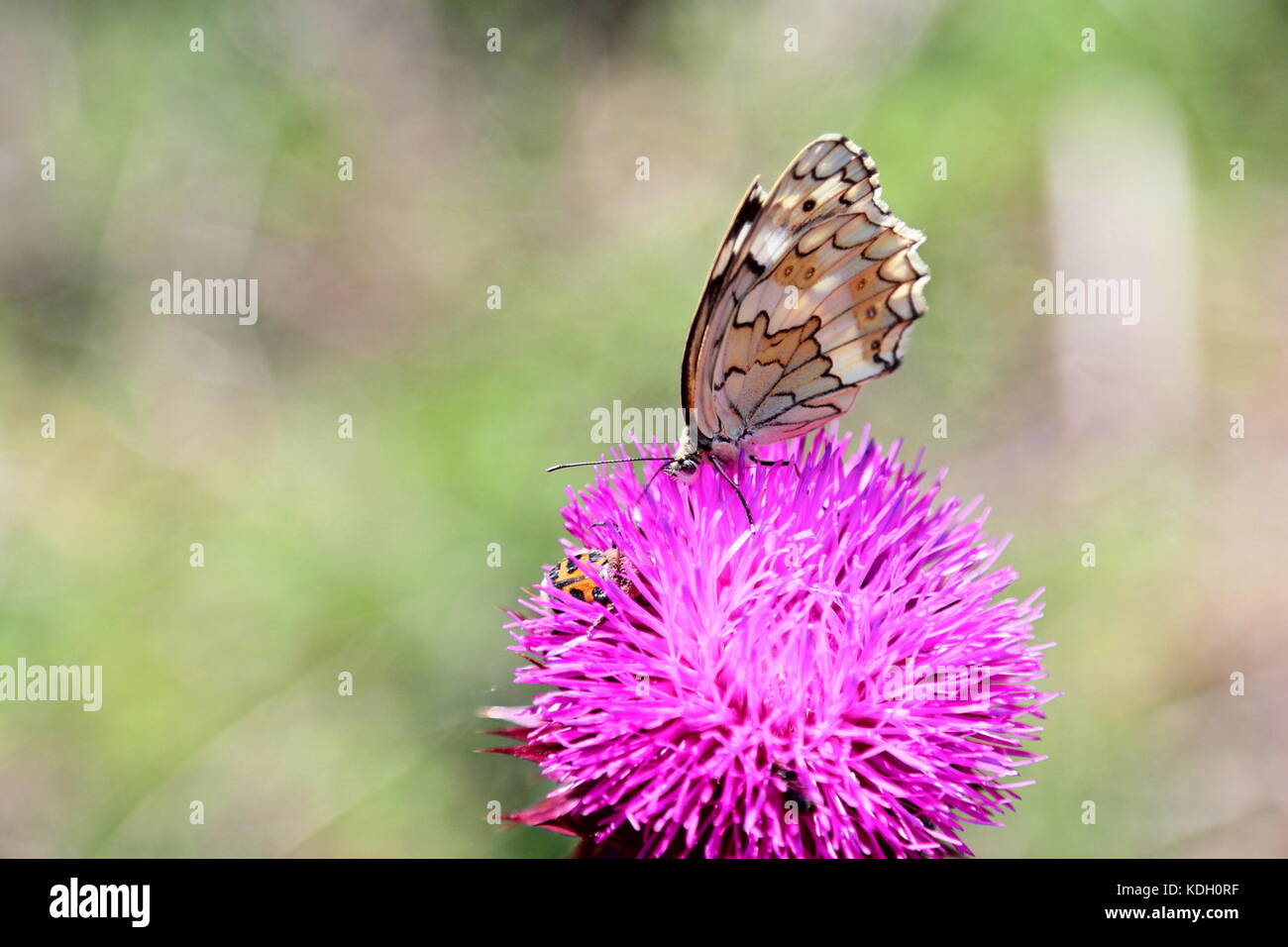 Schmetterling auf eine rosa Blume Stockfoto