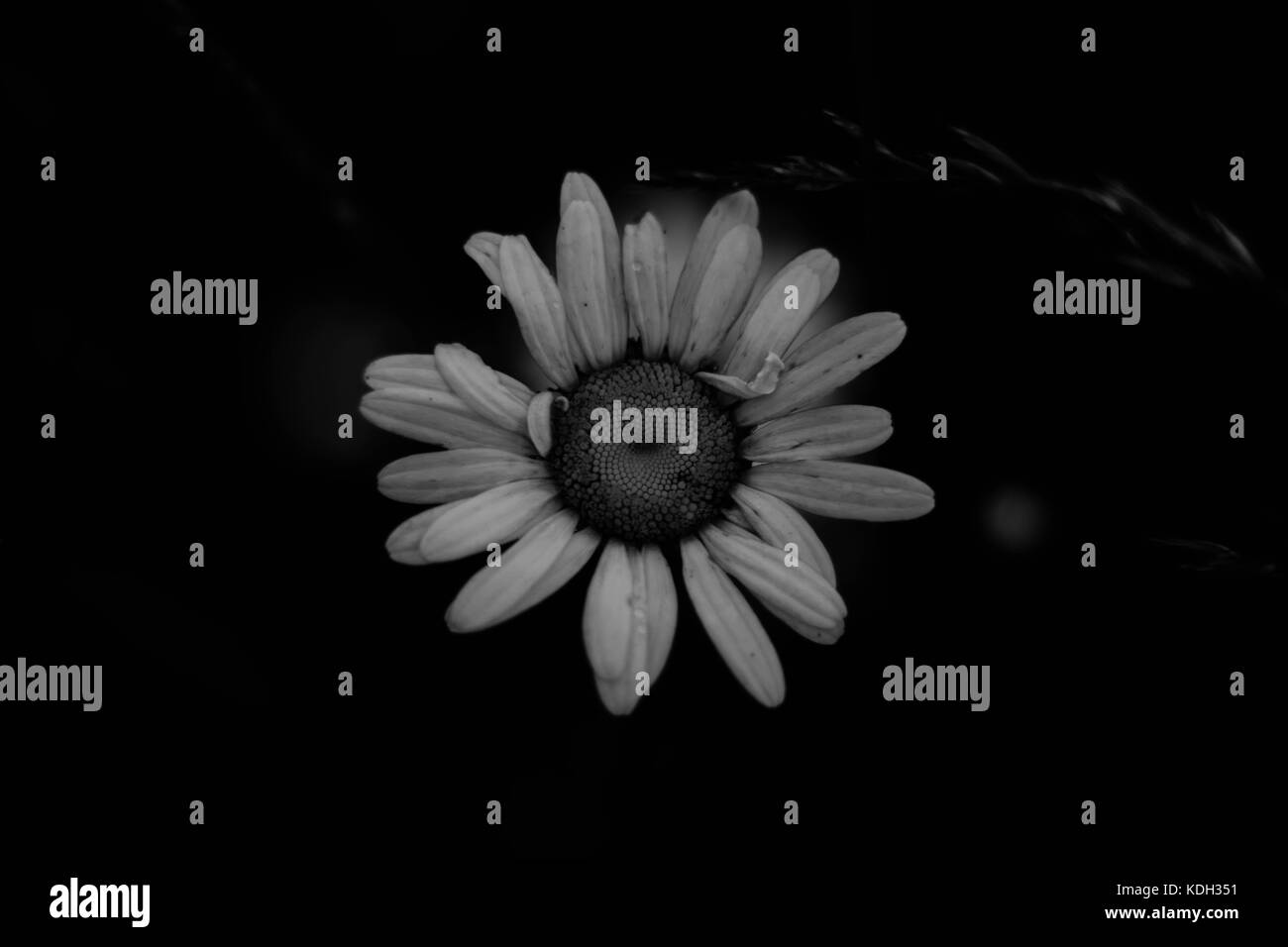 Schwarze und weiße Daisy Stockfoto