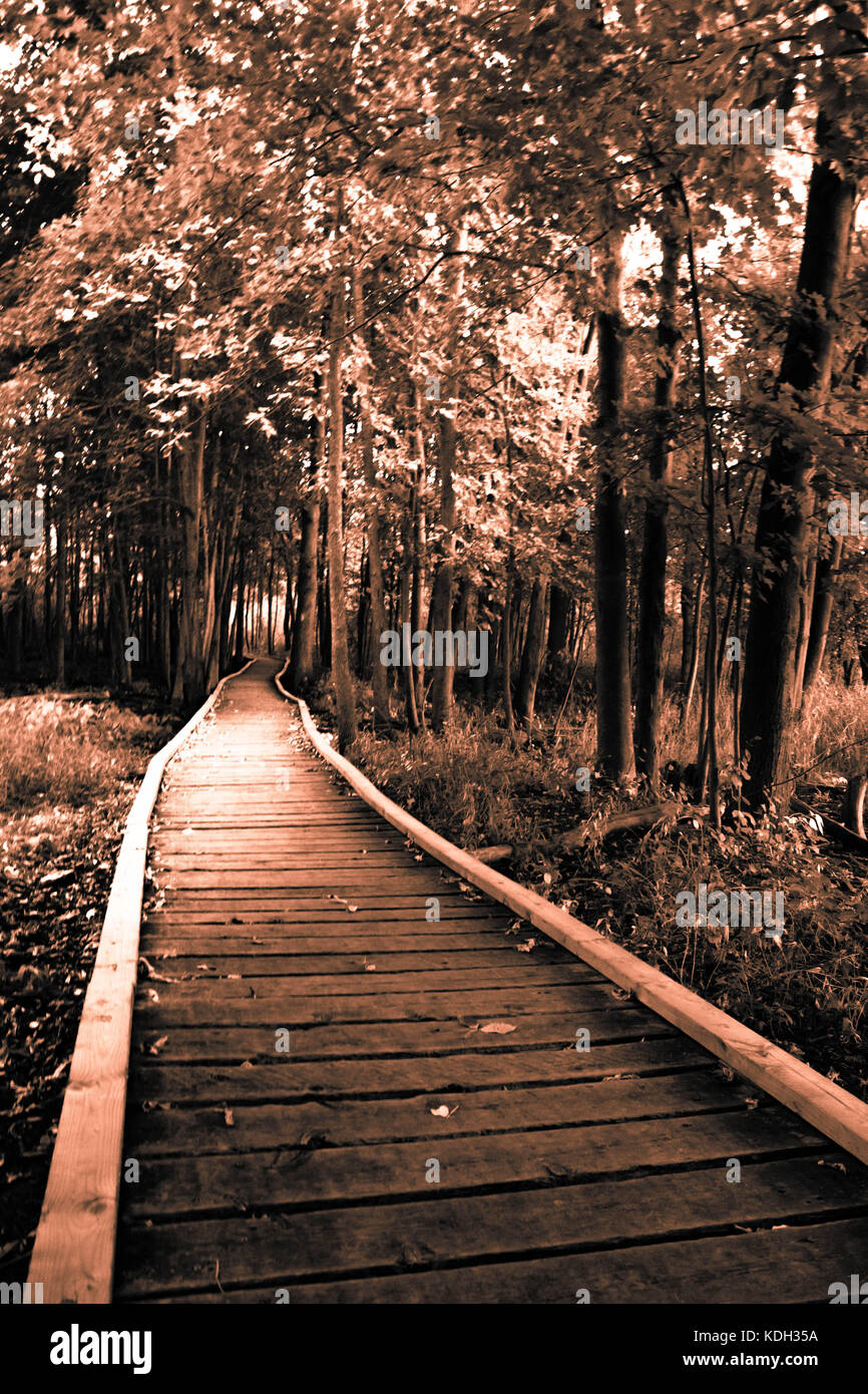 Sifton bog, London, Ontario, Kanada Stockfoto