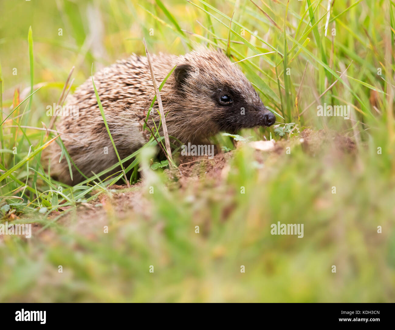 Ein wilder Junge Igel (Erinaceus europaeus) auf der Suche nach der Nahrung sind, Norfolk Stockfoto