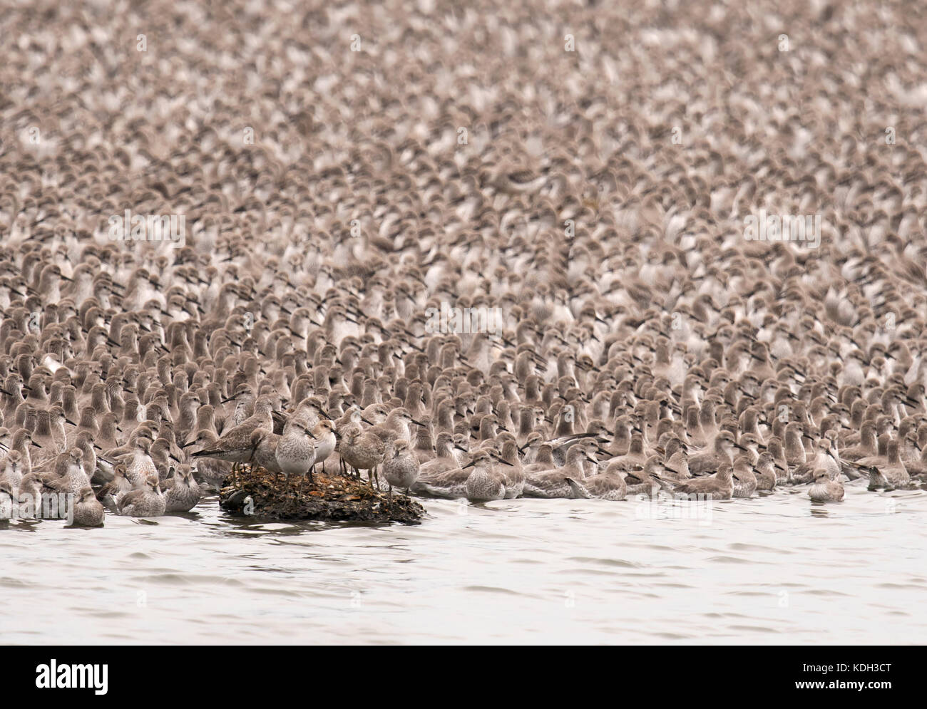 Eine riesige Herde von Knoten auf einer Kiesgrube Insel an Snettisham warten auf die Flut zu fallen, so dass Sie zum Wattenmeer zu füttern zurückkehren können Roost, Norfolk Stockfoto