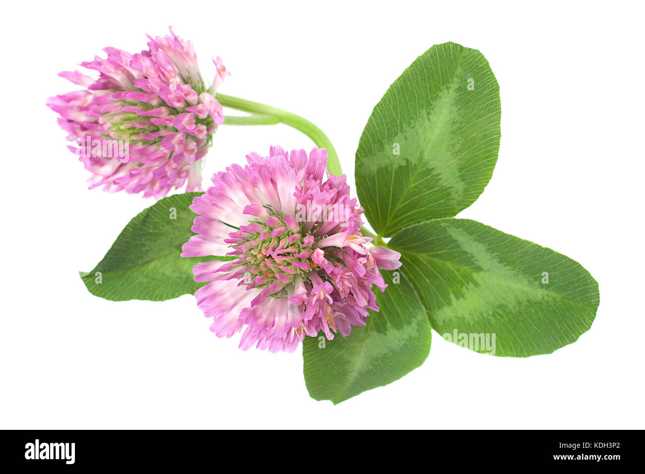 Alfaalfa Kraut mit Blumen auf weißem Hintergrund Stockfoto