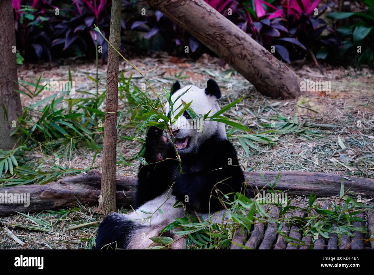 Großer Pandabär sitzt und ernährt sich, indem er draußen im Zoo grüne Bambusblätter isst. Stockfoto