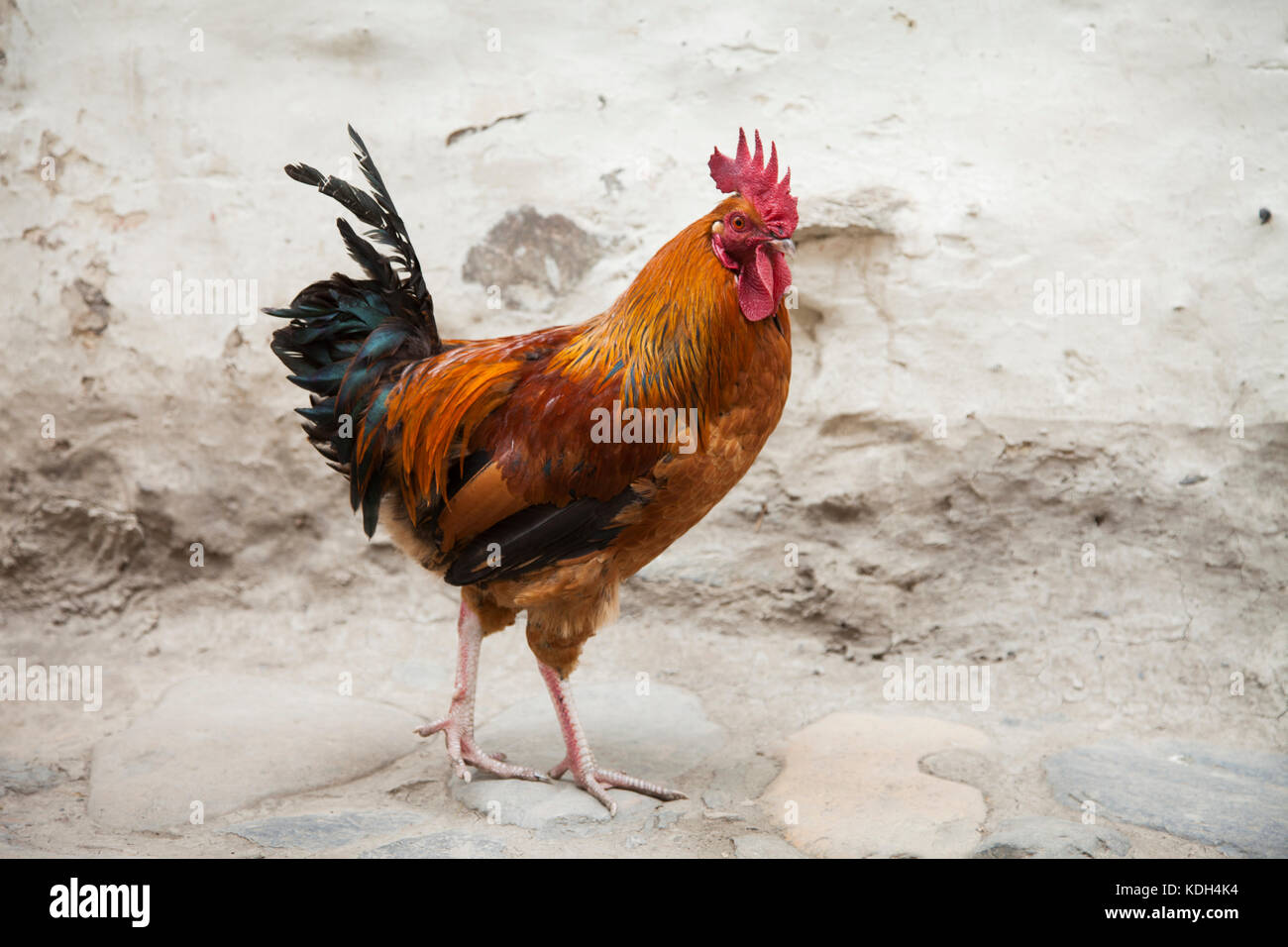 Red Rooster in kagbeni, Mustang, Nepal. Stockfoto