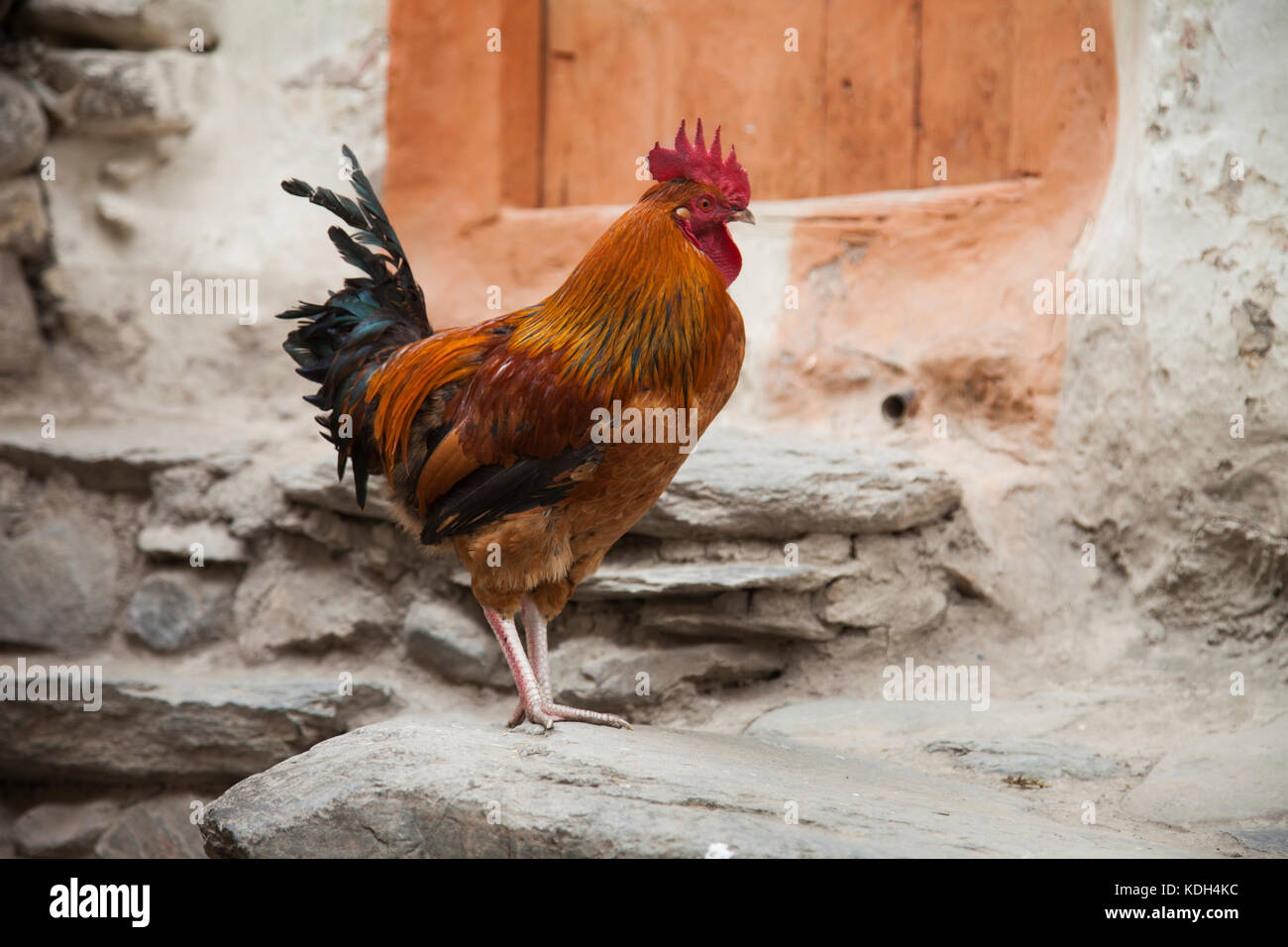 Red Rooster in kagbeni, Mustang, Nepal. Stockfoto