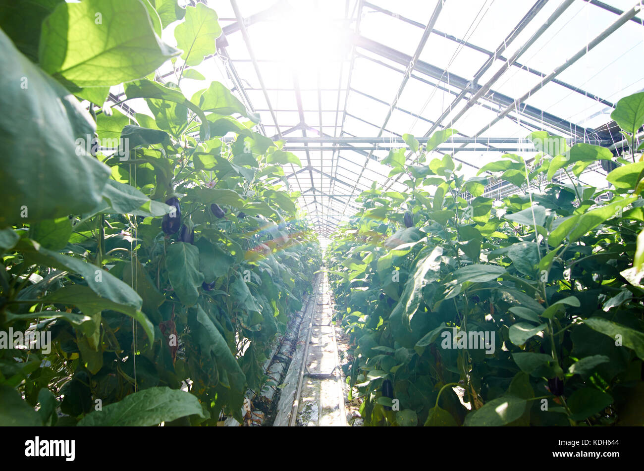 Das ganze Jahr über Tomaten wachsen auf der Plantage im Gewächshaus Stockfoto